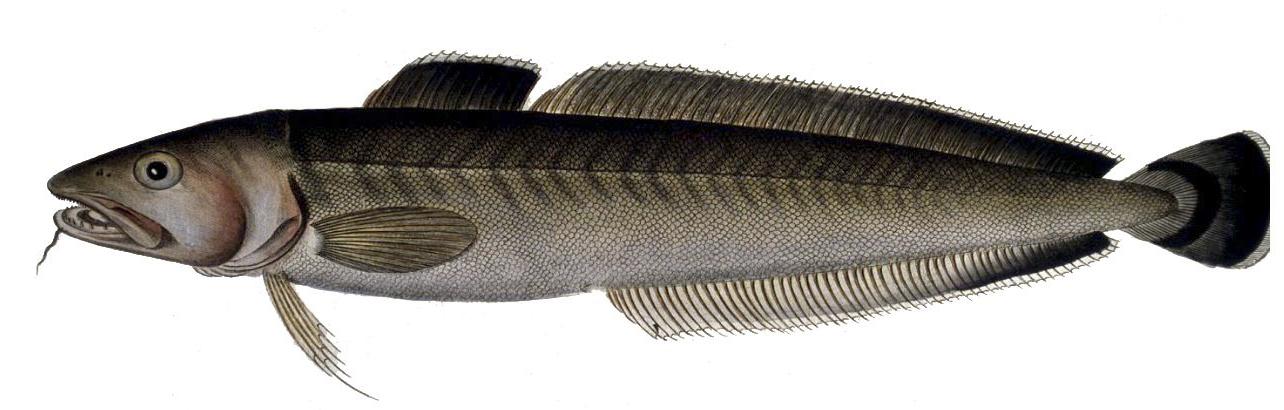 Molva molva_052242